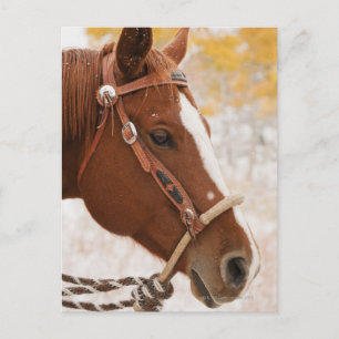 Horse Postcard