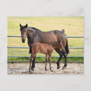 Horse postcard