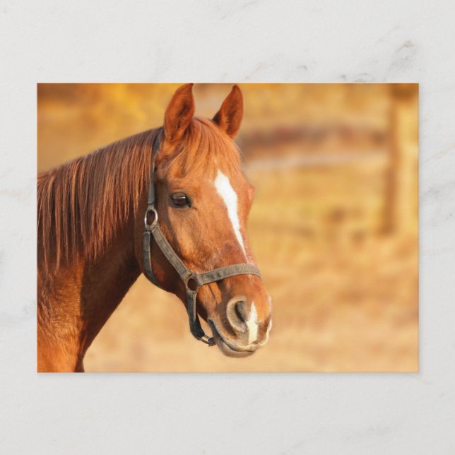 Horse Postcard (Front)