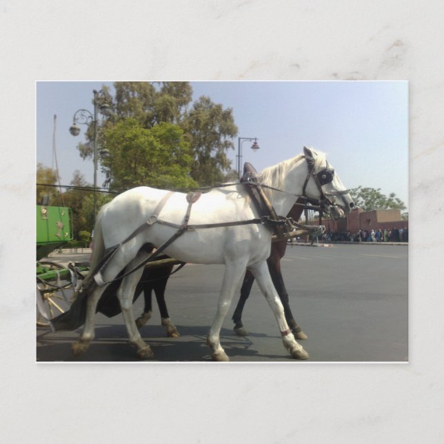 Horse Postcard (Front)