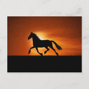 horse postcard