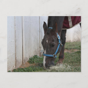 Horse Postcard