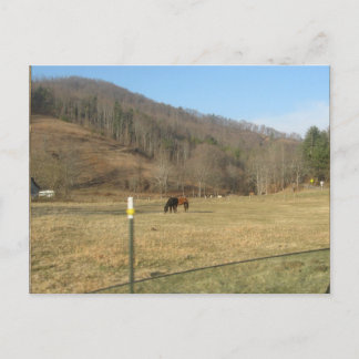 horse postcard