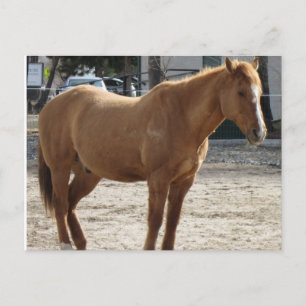 Horse Postcard