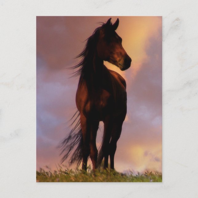 Horse Postcard (Front)