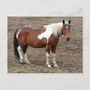 horse postcard