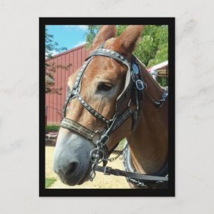 Horse Postcard