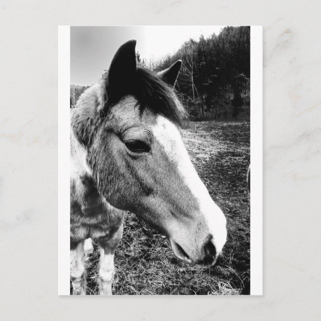 Horse Postcard (Front)
