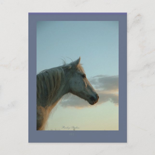 Horse Postcard, Customisable 6 Postcard (Front)