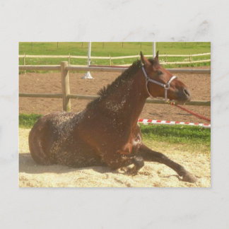 Horse postcard - heste postkort