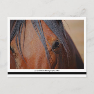 Horse Postcard - LT Print