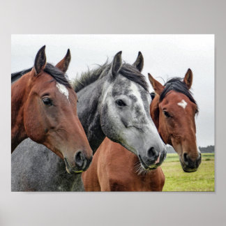 horse poster