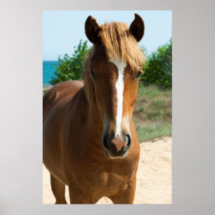 Horse Poster