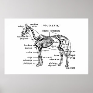 Horse Poster