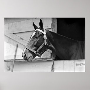 Horse Poster