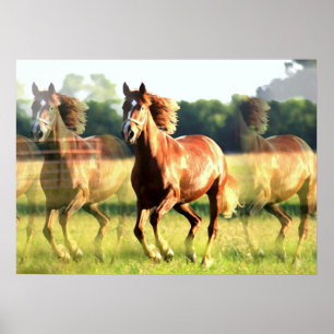 Horse Poster