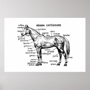 Horse Poster