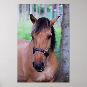 Horse Poster