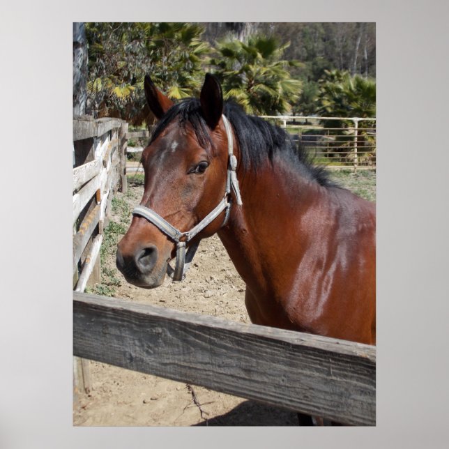 Horse Poster (Front)