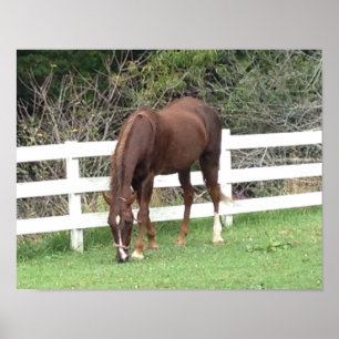 Horse Poster: American Saddlebred Grazing Poster