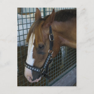Horse Profile Postcard