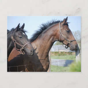 Horse Race Finish Line Postcard