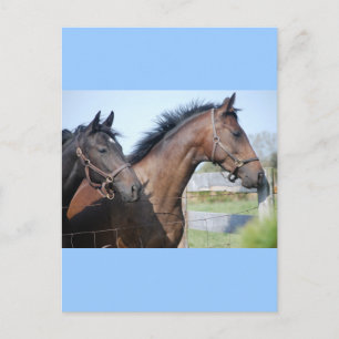 Horse Race Finish Line Postcard