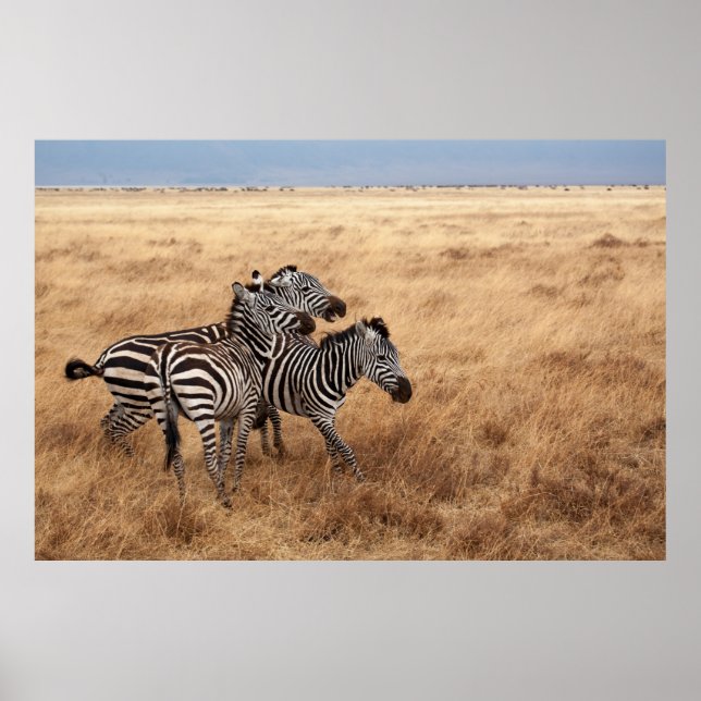 HORSE RACE POSTER (Front)