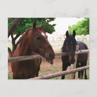Horse Raspberries! Postcard