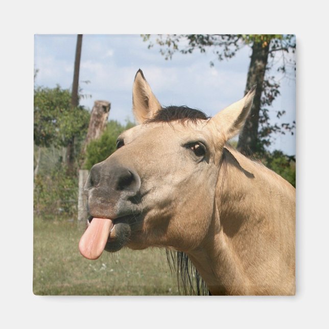 horse razzberry magnet (Front)