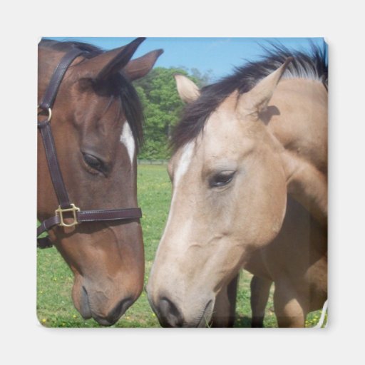 Image of Horse Romance Square Magnet