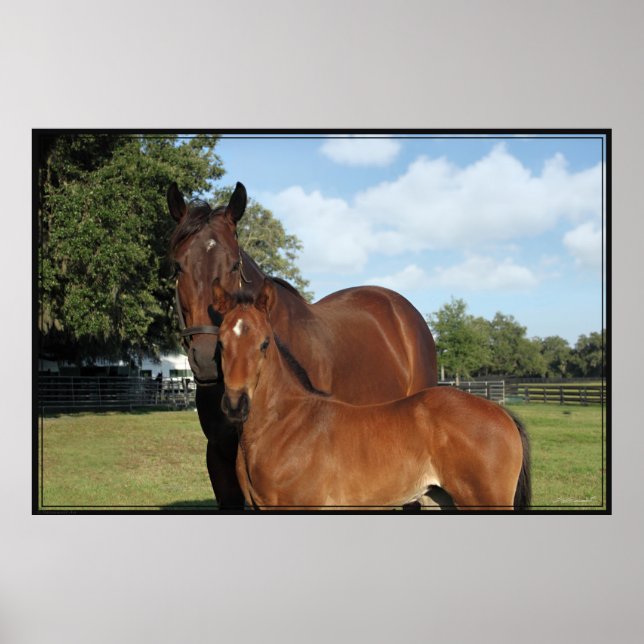 Horse Royale Poster -60x40 -click for smaller (Front)