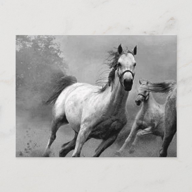 Horse Running Holiday Postcard (Front)
