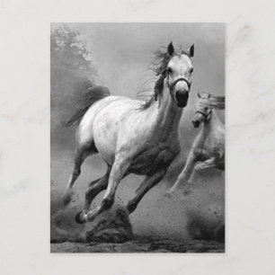 Horse Running Postcard