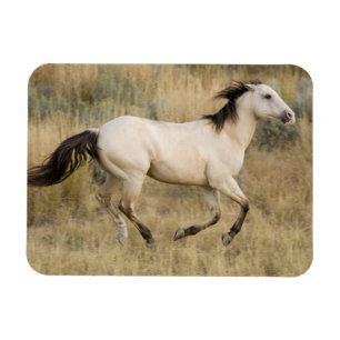 Horse Running Through Prairie Grass Magnet