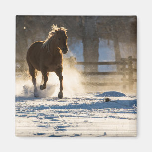 Horse Running Through the Snow Magnet