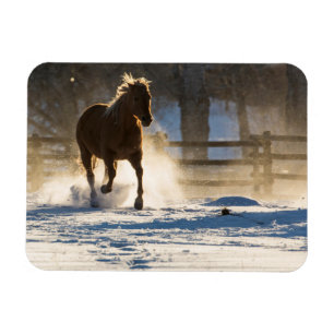 Horse Running Through the Snow Magnet