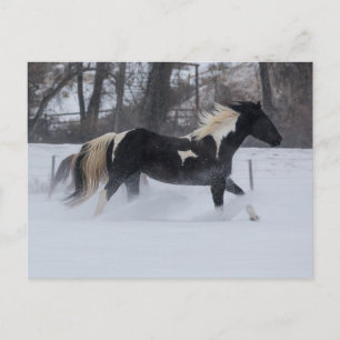 Horse Running Through the Snow Postcard