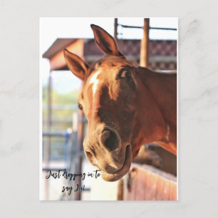 Horse saying hi post card