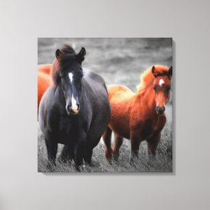 Horse Selective Colour Minimalist Photography Art Canvas Print