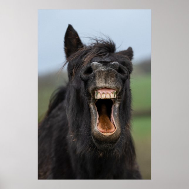 Horse Showing His Teeth Poster (Front)