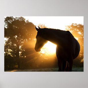 Horse silhouette against sunburst poster