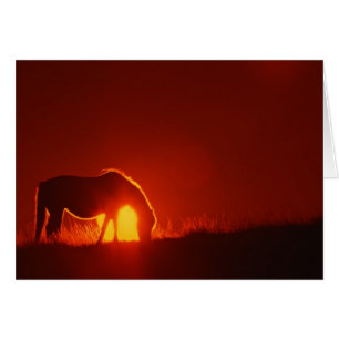 Horse Silhouette at Sunset