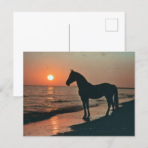Horse Silhouette Sunset by the Ocean Postcard