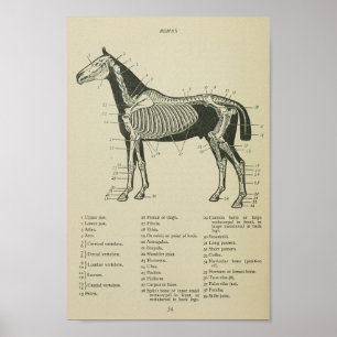 Horse Skeletal Anatomy Print