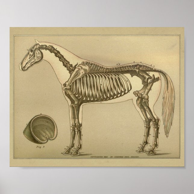 Horse Skeletal Anatomy Print (Front)