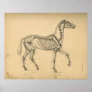 Horse Skeleton Anatomy 1908 Vintage Print