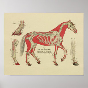 Horse Skeleton Anatomy Print 1902
