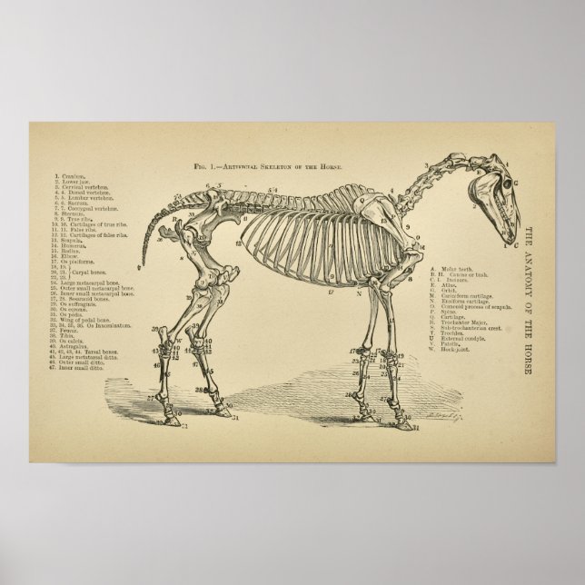 Horse Skeleton Anatomy Vintage Veterinary Print (Front)