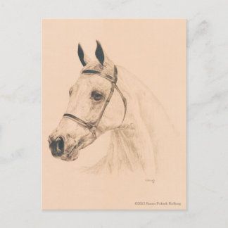 Horse Sketch by Susan Pelisek Kolberg Postcard